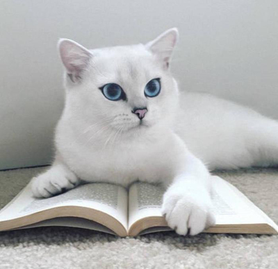 拉卡猫