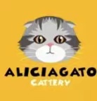 黄子猫咪Aliciagato