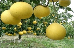 玉环仙游红心蜜柚新鲜水果个大饱满营养丰富健康美味10斤 山地文旦4-5个